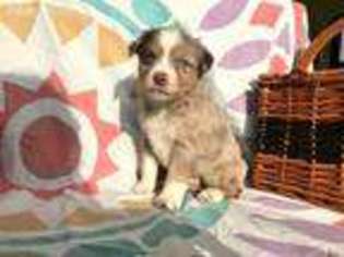 Miniature Australian Shepherd Puppy for sale in Mack, CO, USA
