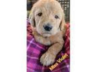 Labradoodle Puppy for sale in Paige, TX, USA