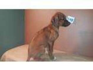 Rhodesian Ridgeback Puppy for sale in Myakka City, FL, USA