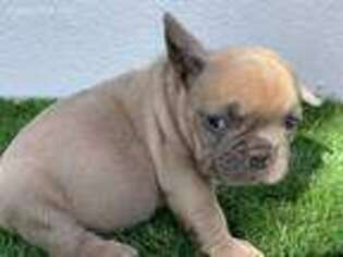 French Bulldog Puppy for sale in Winnetka, CA, USA