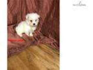 Maltese Puppy for sale in Dothan, AL, USA