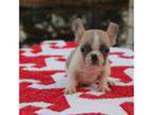 French Bulldog Puppy for sale in Greenville, TX, USA