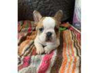 French Bulldog Puppy for sale in Sand Lake, MI, USA