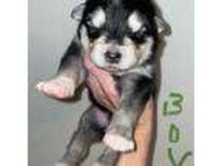 Alaskan Malamute Puppy for sale in Kennesaw, GA, USA