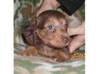 Dachshund Puppy for sale in Roseville, IL, USA