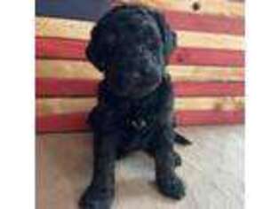 Mutt Puppy for sale in New Kent, VA, USA