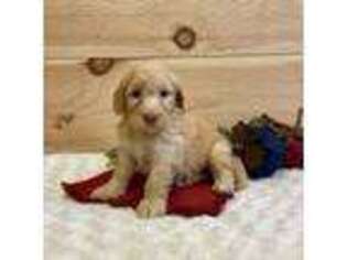 Mutt Puppy for sale in Salem, MO, USA