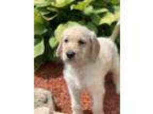 Labradoodle Puppy for sale in Marion Center, PA, USA