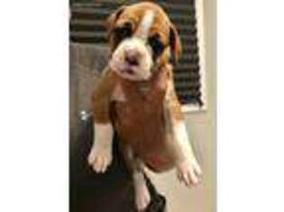 Boxer Puppy for sale in Concord, CA, USA