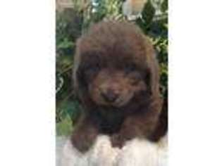 Newfoundland Puppy for sale in Wauseon, OH, USA
