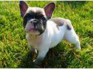 French Bulldog Puppy for sale in Fenton, MI, USA