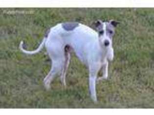 Italian Greyhound Puppy for sale in Springville, AL, USA