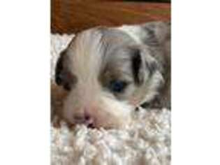 Miniature Australian Shepherd Puppy for sale in Tracy City, TN, USA