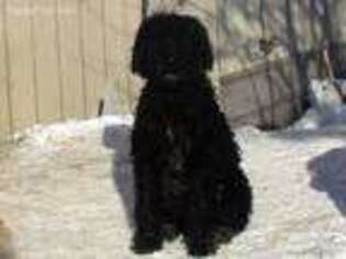 Labradoodle Puppy for sale in Highmore, SD, USA