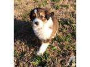 Mutt Puppy for sale in GRIFTON, NC, USA