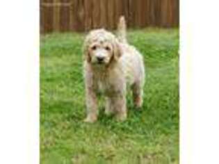 Goldendoodle Puppy for sale in Calera, OK, USA
