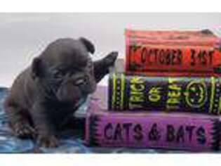 French Bulldog Puppy for sale in Paden City, WV, USA