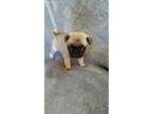 Pug Puppy for sale in Mansfield, MO, USA