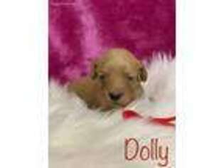 Goldendoodle Puppy for sale in Eubank, KY, USA
