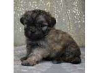 Mal-Shi Puppy for sale in Downing, MO, USA