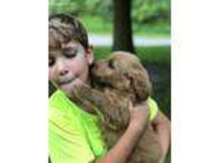 Labradoodle Puppy for sale in Dresden, OH, USA