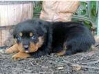 Rottweiler Puppy for sale in Harrington, DE, USA