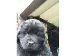 Newfoundland Puppy for sale in Southington, OH, USA