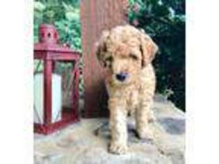 Goldendoodle Puppy for sale in Seneca, SC, USA
