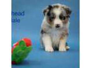 Australian Shepherd Puppy for sale in Pierce, CO, USA