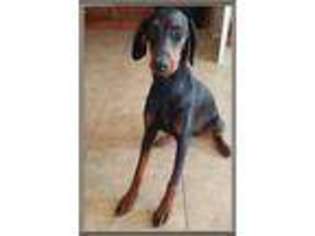 Doberman Pinscher Puppy for sale in Phoenix, AZ, USA