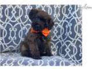 Shorkie Tzu Puppy for sale in Lakeland, FL, USA
