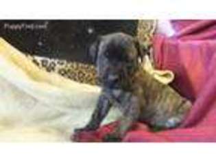 Mastiff Puppy for sale in Rubicon, WI, USA