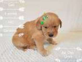 Golden Retriever Puppy for sale in Columbiana, OH, USA