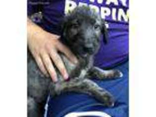 Irish Wolfhound Puppy for sale in Bowling Green, KY, USA