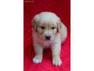 Mutt Puppy for sale in Eastman, WI, USA
