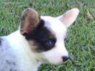 Cardigan Welsh Corgi Puppy for sale in Columbia, MS, USA