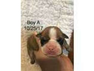 Bulldog Puppy for sale in Elizabeth, IN, USA