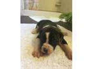 American Bulldog Puppy for sale in Chipley, FL, USA