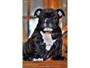 Bulldog Puppy for sale in Sheldon, MO, USA