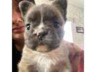 French Bulldog Puppy for sale in Colville, WA, USA