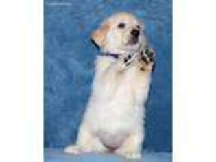 Golden Retriever Puppy for sale in Zephyrhills, FL, USA