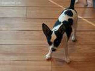 Chihuahua Puppy for sale in Laurens, SC, USA