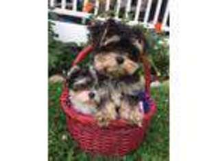 Mutt Puppy for sale in Falls Church, VA, USA