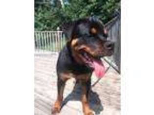 Rottweiler Puppy for sale in Morristown, TN, USA