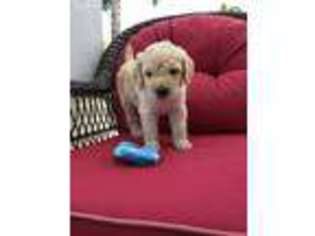 Goldendoodle Puppy for sale in Jupiter, FL, USA