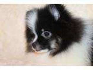 Pomeranian Puppy for sale in BOYDTON, VA, USA