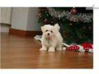 Maltese Puppy for sale in Sioux City, IA, USA