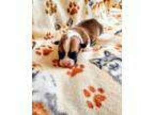 Pembroke Welsh Corgi Puppy for sale in Post Falls, ID, USA