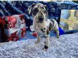 Great Dane Puppy for sale in Bushnell, FL, USA