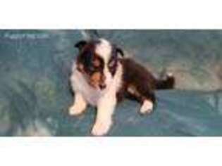 Shetland Sheepdog Puppy for sale in Indian Trail, NC, USA